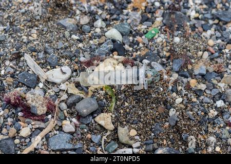 A used empty needle on a dirty pebble beach with seaweed and plastic waste Stock Photo