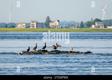 A group of Cormorants stand in a row on Badger's rock in Salisbury Massachusetts with Newburyport Massachusetts in the background. Stock Photo