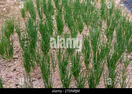 Green onions growing in the rice field Stock Photo