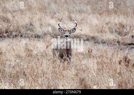 A Northern White-Tailed Deer buck stands alert in a field - New England Fall. Stock Photo