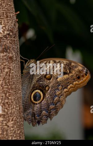 Caligo telamonius memnon Butterfly Stock Photo