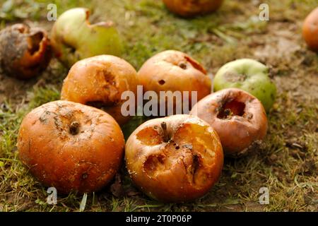 Rotting fruit (apples) on the ground during Autumn Stock Photo