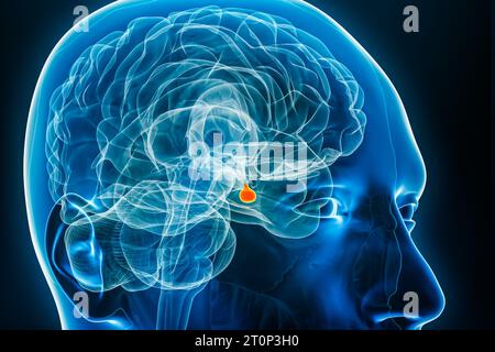 Pituitary gland or neurohypophysis x-ray 3D rendering illustration. Human body, brain and endocrine system anatomy, medical, biology, science, neurosc Stock Photo
