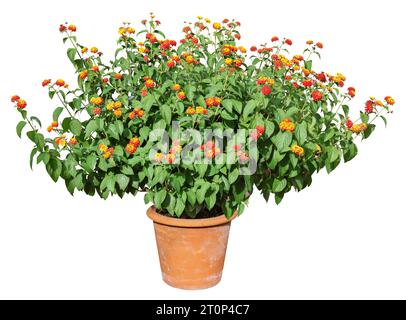 Large flowering potted plant with lantana, isolated Stock Photo
