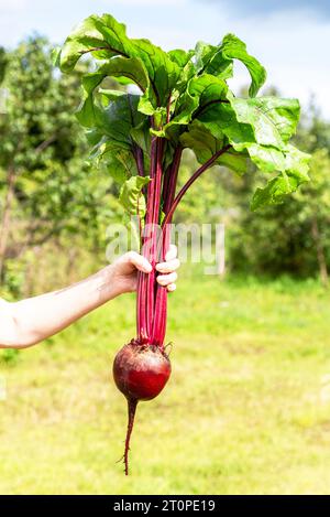 Big fresh organic beet in the woman hand on a green natural unfocused background in sunny day Stock Photo
