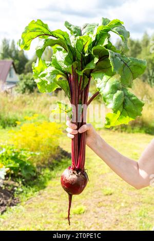 Big fresh organic beet in the woman hand on a green natural unfocused background in sunny day Stock Photo