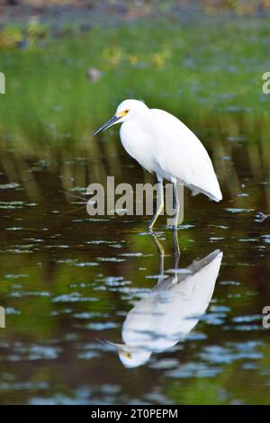 A Snowy egret (Egretta thula) reflected in shallow waters in San Pedro, Belize. Stock Photo