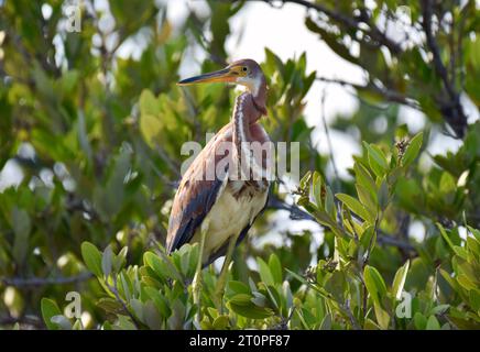 A lone, juvenile Tricolored heron (Egretta tricolor), perched in a tree against a backdrop of foliage on Ambergris Caye, Belize. Stock Photo