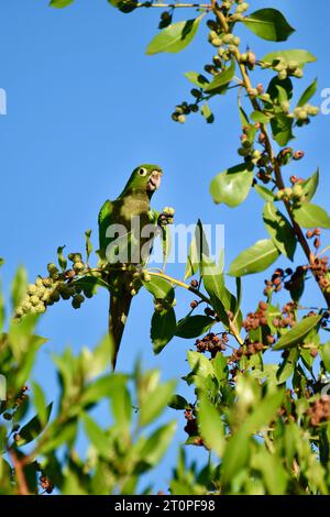 A lone Olive-throated parakeet (Eupsittula nana), also known as Olive-throated conure, gorging on fruits while perched in a tree. San Pedro, Belize. Stock Photo