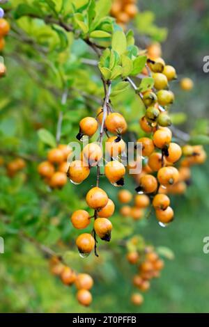 Golden dewdrop fruits (Duranta repens), Teresopolis, Rio de Janeiro, Brazil Stock Photo