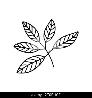Doodle beech leaf vector sketch Stock Vector