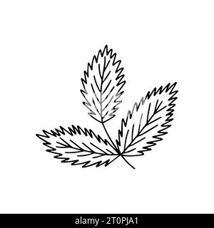 Doodle beech leaf vector sketch Stock Vector