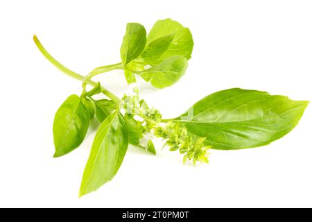 Basil leaf isolated on white background Stock Photo