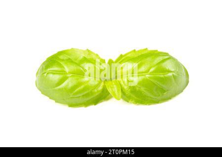 Basil leaf isolated on white background Stock Photo
