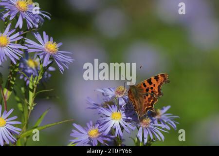 A Comma Butterfly (Polygonia C-album) Feeding on Michaelmas Daisies (Symphyotrichum Novi-belgii) in Late Summer or Early Autumn Stock Photo