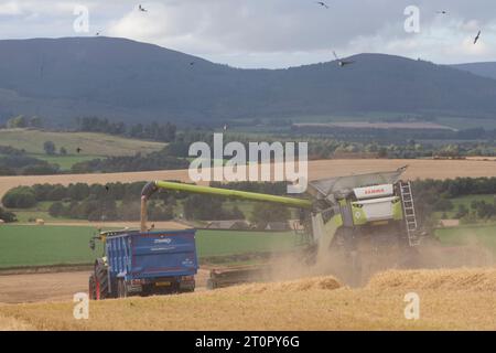 Rear View of a Claas Combine Harvester Followed by a Flock of Swallows (Hirundo Rustica) While Harvesting Barley and Loading It into a Grain Trailer Stock Photo