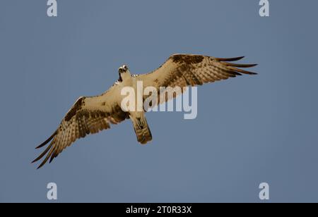 Osprey in flight. Beautiful bird of prey in flight with full wingspan. Wildlife in natural setting, flying and hunting prey. Stock Photo