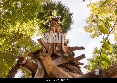 Close-up of the structured bark of a palm tree seen from below Stock Photo