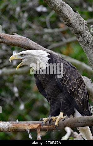 A bald eagle (Haliaeetus leucocephalus) screeching on top of the Story ...