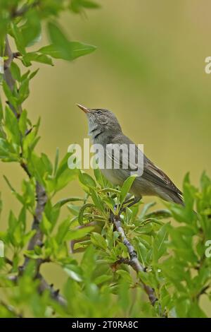 Olive-tree Warbler / Hippolais olivetorum Stock Photo