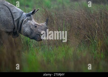 Rhino grazing in the grasslands of Assam in North-east India Stock Photo