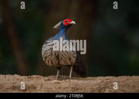 Portrait of a male Kalij pheasant from Sattal, Uttarakhand Stock Photo