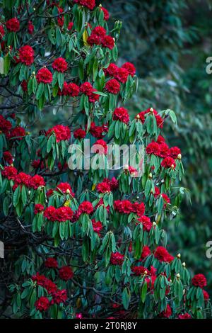 Vertical image of rhododendron tree laden with flowers in full bloom Stock Photo