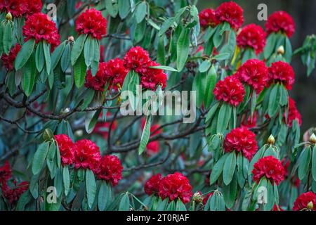 Rhododendron arboreum in full bloom in Himalayas Stock Photo