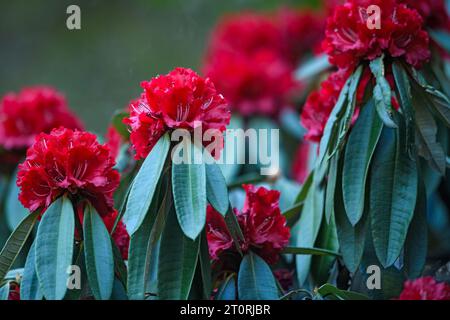 Close-up of rhododendron flowers in full bloom Stock Photo