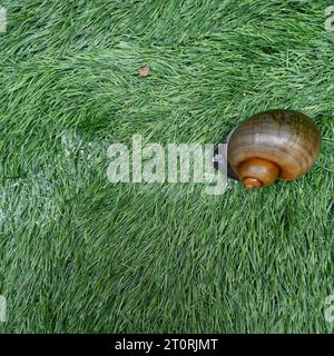 A brown snail with spiral-shape shell crawling on a synthetic grass with it's slimy trace Stock Photo