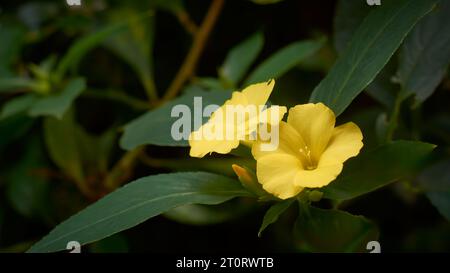 close-up of winter jasmine, jasminum nudiflorum, beautiful and hardy flowering plant with bright yellow blooms in the winter, taken in the blurry gard Stock Photo