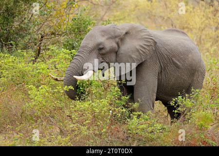Large African elephant (Loxodonta africana) bull feeding, Kruger National Park, South Africa Stock Photo