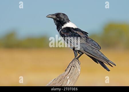 A pied crow (Corvus albus) perched on a branch, Etosha National Park, Namibia Stock Photo