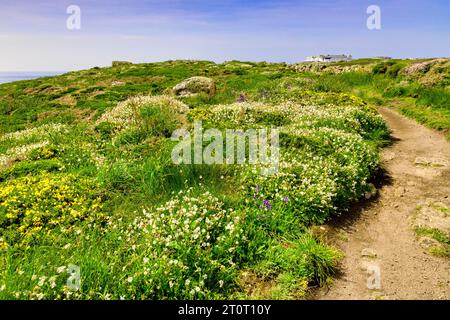 Wildflowers beside the South West Coast Path near Land's End on a sunny spring day. Stock Photo