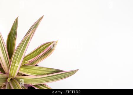 Purple and green leaves tradescantia spathacea rhoeo tricolor plant isolated on white background with copy space Stock Photo