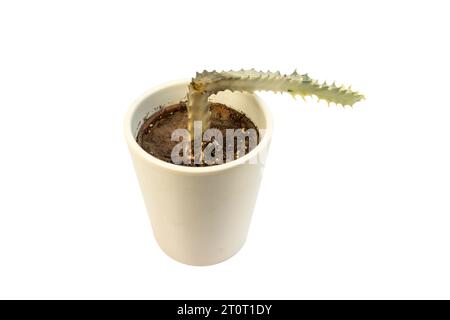 A rotting cactus in pot over a white isolated background Stock Photo