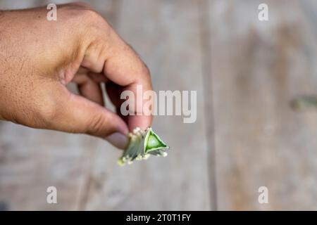 Holding a cactus cutting in hand. Closeup with selective focus Stock Photo