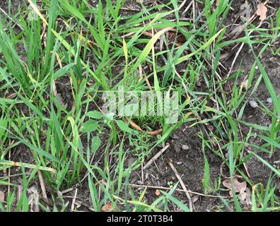 05 October 2023, Brandenburg, Brügge: Young plants that have germinated after the grain harvest are standing in a field. The grain that fell out of the combine and the seeds of the unwanted weeds have germinated. Here melde grows next to a bedstraw Photo: Axel Seidemann/dpa Stock Photo