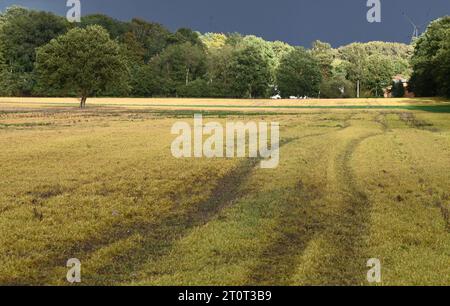 05 October 2023, Brandenburg, Brügge: Young plants that have germinated after the grain harvest are all yellow in a field. The grain that fell out of the combine and the seeds of the unwanted weeds have germinated. A total herbicide containing the active ingredient glyphosate was then applied to the fresh green leaves. This causes the green plants to die and their leaves to turn a characteristic yellow. The farmer can thus also eliminate the long-lived root weeds before sowing a new crop. Photo: Axel Seidemann/dpa Stock Photo