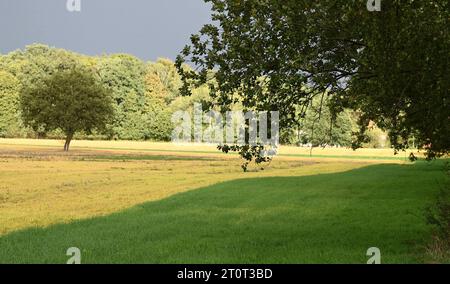 05 October 2023, Brandenburg, Brügge: Young plants that have germinated after the grain harvest are standing in a field. The grain that fell out of the combine and the seeds of the unwanted weeds have germinated. A total herbicide containing the active ingredient glyphosate was then applied to the fresh green leaves. This causes the green plants to die (left)and their leaves to turn a characteristic yellow. The farmer can thus also eliminate the long-lived root weeds before sowing a new crop. Photo: Axel Seidemann/dpa Stock Photo