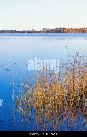 Forest lake with reeds at the shore in autumn Stock Photo