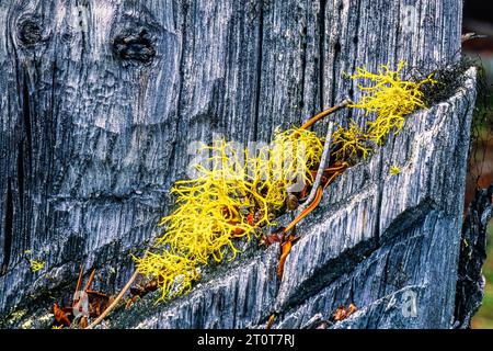 Yellow Wolf lichen grows on a tree stump Stock Photo