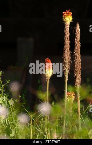 Red Hot Pokers growing in the Jardin Bouriane, Degagnac, Lot department, France Stock Photo