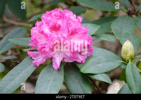 Rhododendron Spring Glory, bicolour pink flowers in late winter Stock Photo