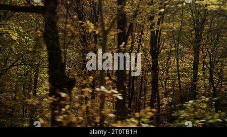 driving plate side view of a dense autumn forest in the mountains, wide photo Stock Photo