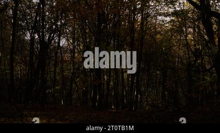 driving plate side view of a dense autumn forest in the mountains, wide photo Stock Photo