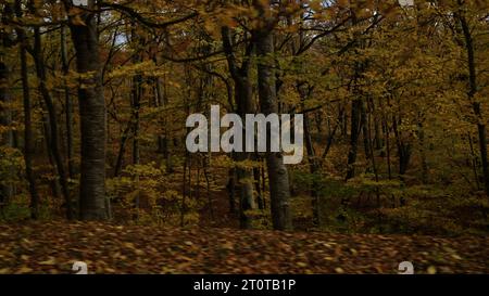 driving plate side view of a dense autumn forest in the mountains, wide photo Stock Photo