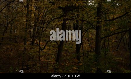 driving plate side view of a dense autumn forest in the mountains, wide photo Stock Photo