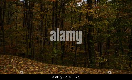 driving plate side view of a dense autumn forest in the mountains, wide photo Stock Photo