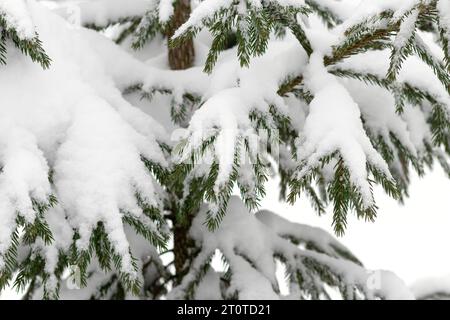 Snow covered branches of pine tree. Evergreen fir trees cloaked in frost, forest scene. Coniferous close-up adorned with ice. Snow-blanketed spruce br Stock Photo